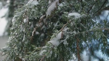 Şiddetli kar ve buz saçaklarıyla kaplı ebedi yeşil dallara yakın çekim yaparak, soğuk bir kış sahnesini gün ışığında yakalıyorlar..