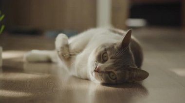 Rahat bir evcil kedinin yakın plan bir ahşap zeminde uzanmış, kapalı bir ortamda yumuşak doğal güneş ışığının tadını çıkarıyor..