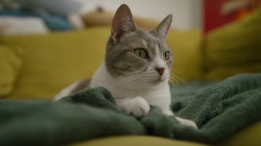 Rahatlamış gri ve beyaz bir kedi yeşil bir kanepenin üzerinde uzanır, kameranın dışında bir şeye dikkatle bakar..