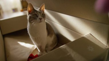 Meraklı kedi, güneşli bir odada küçük bir oyuncak topu yakalamaya odaklanmış, büyük bir karton kutunun içinde oturuyor..