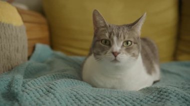 Evde yumuşak bir battaniyeye uzanmış rahat gri ve beyaz ev kedisi, rahat oturma odasındaki kameraya bakıyor..