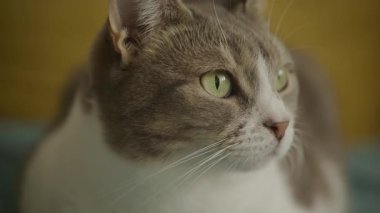 İçerde dinlenen yeşil gözlü gri ve beyaz ev kedisinin detaylı yan görüntüsü sakin bir ruh hali ve rahat bir ev atmosferi sergiliyor..