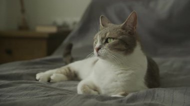 Gri ve beyaz evcil kedi bir yatak odasında rahat bir şekilde yatıyordu, sakin bir şekilde yan yana bakıyordu..