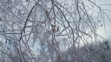 Dondurucu yağmurun ardından açık buzla kaplı çıplak ağaç dallarını kapatarak yumuşak bir arkaplana karşı hassas bir kış dokusu oluşturur..