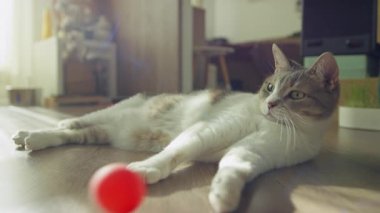 Gri ve beyaz kedi ahşap zeminde yatıyor, kırmızı top oyuncağıyla oynuyor..