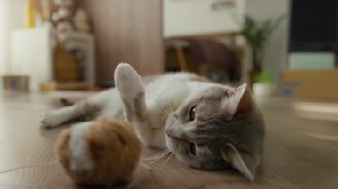 Rahat gri ve beyaz kedi, ahşap zeminde uzanıyor, yumuşak bir oyuncakla nazikçe oynuyor..