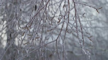 Soğuk kış havasında yağan dondurucu yağmurun ardından buzla kaplı ince ağaç dalları ve küçük buz saçakları yakından görülüyor..