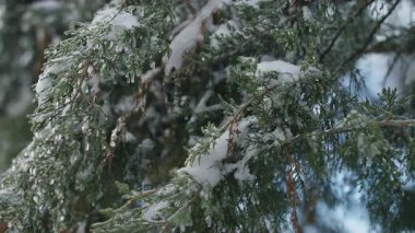 Soğuk kış ormanlarında donmuş yağmurun ardından taze karla kaplanmış yeşil kozalaklı dallar ve sarkık sarkıtlar..
