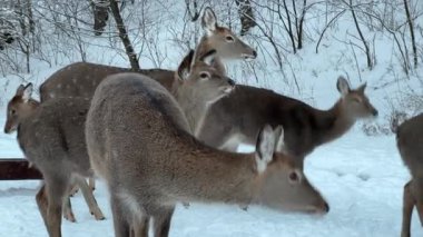 Karlı bir ormanlık alanda bir arada duran vahşi geyik sürüsü doğal orman ortamında sakin bir kış manzarası yakalıyor..