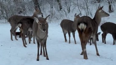Birkaç vahşi geyik kış ormanlarında karlı topraklarda toplandı ve soğuk doğal ormanlık alandaki huzurlu vahşi yaşam sahnesini görüntüledi..