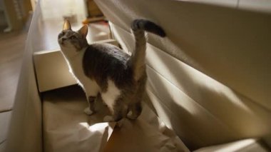 Evdeki karton kutudan çıkan tekir ve beyaz evcil kedi kuyruğu havada ve sıcak doğal ışıkta merak uyandırıyor..
