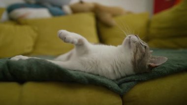 Sarı kanepede yeşil bir battaniye üzerinde uzanan tekir ve beyaz evcil kedi, evde dinlenirken neşeyle uzanıyorlar..