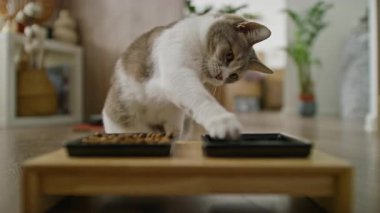 Oyuncak gri ve beyaz kedi yemek kasesine uzanıyor, evde yemek yerken pençeleriyle köpek mamasına dokunuyor..