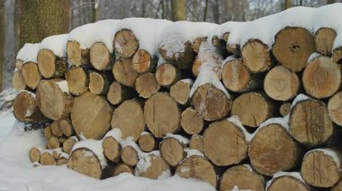 Kış ormanlarında düzgün istiflenmiş odun odunları taze karla kaplı ve soğuk mevsimlik orman manzarasıyla çevrili..