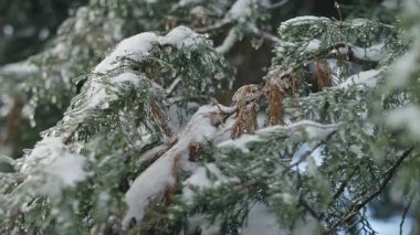 Taze kar ve buzla kaplı ebedi ağaç dallarını kapatın. Soğuk kış ormanı ayrıntılarını doğal ışık altında sergiliyorlar..