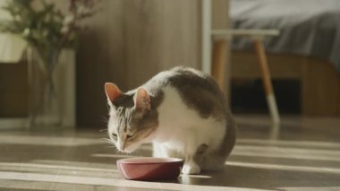 Gri ve beyaz çizgili tekir kedi ahşap bir kaseden yemek yiyorlar. Sıcak güneş ışığı altında, rahat modern ev içi sahne..