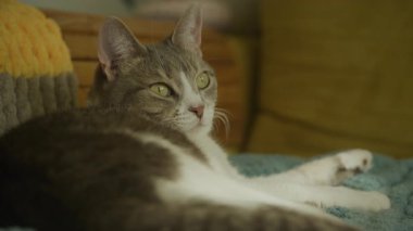 Gri ve beyaz çizgili tekir kedi evdeki yumuşak battaniyede dinleniyor, yeşil gözler sıcak sıcak oturma odasına bakıyor..