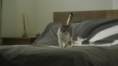 Gri ve beyaz kedi güneşli yatakta yürürken safkan kediler arkada dinleniyor, yatak odasının içi ise sabah güneşinde..