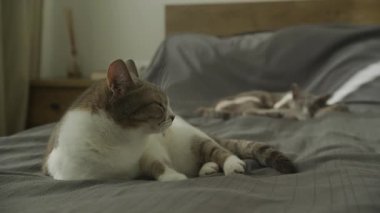 Gri ve beyaz kedi ön planda dinlenirken katı gri kedi güneşli yatakta uyuyor. Yatak odasındaki rahat iç mekan..