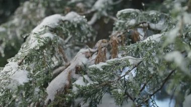Taze kar ve buz damlalarıyla kaplı her zaman yemyeşil ağaç dallarını kapatın. Soğuk kış doğasını ve soğuk orman atmosferini yakalayın..