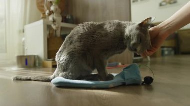 Gri evcil kedi paspasın üzerinde otururken, ev sahibi nazikçe başını sıcak, rahat iç mekanda okşuyor..