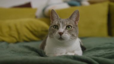 Beyaz ve gri kedinin yakın plan portresi. Yeşil gözleri, yatak odasındaki yumuşak battaniyenin üzerinde..