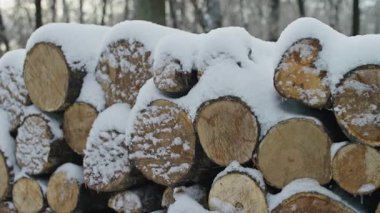 Soğuk kış ormanlarında taze karla kaplı kesilmiş odun yığınları..