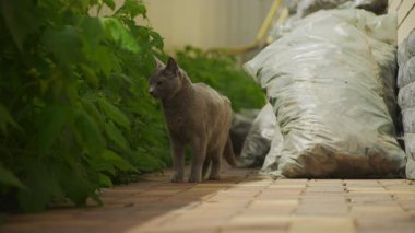 Gri evcil kedi yemyeşil bitkiler ve yumuşak doğal ışıkla çevrili yemyeşil bir bahçedeki tuğla patikada yürüyor..