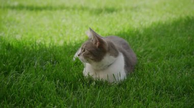 Rahatlamış bir evcil kedi yemyeşil çimenlerde uzanıyor, güneşli bir bahçede çevreyi seyrediyor, bugün huzurlu bir evcil hayvan anı..