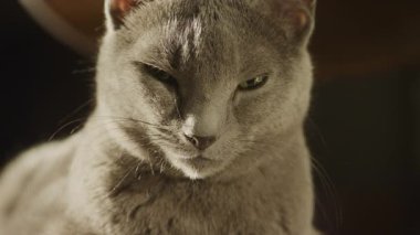 Ilık doğal ışıkta yumuşak kürklü ve yeşil gözlü gri evcil kedi yüzünün detaylı görüntüsü..