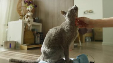 Yerdeki gri kedi yerde otururken bir insan nazikçe çenesini kaşıyarak sıcak bir evin içinde güven ve şefkat gösteriyor..