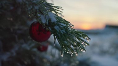 Buz saçaklarıyla donmuş bir çam dalında asılı duran kırmızı Noel süsü ılık kış günbatımında usulca parlıyor..