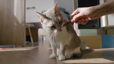 Evcil bir kedinin, evcil hayvan bakımını, beslenmeyi, güveni ve günlük yaşantısını gösteren ev içi bir ikramı yalarken görüntüsü..
