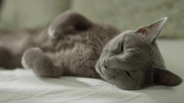 Yarı kapalı bir yatakta dinlenen gri bir kedinin yakın çekimi, sakin, rahat ve rahat bir ortam yaratıyor..