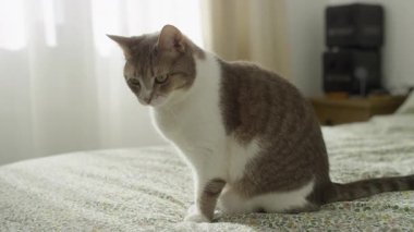 White and gray domestic cat sits on a patterned bedspread in soft daylight, creating a calm indoor home scene.