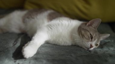 Beyaz ve gri kedi yumuşak bir battaniyenin üzerinde uzanıyor, rahat ve uykulu bir ortam yaratıyor..