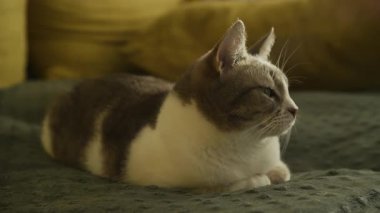 Sakin ev kedisi yumuşak bir yatakta sıcak bir ışık altında uzanıyor, rahat ve ev atmosferli rahat bir evcil hayvan portresi oluşturuyor..