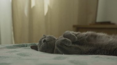 Şirin gri evcil kedi sırt üstü uzanıyor ve bir yatakta huzur içinde uyuyor, rahat ve rahat bir yatak odası sahnesi yaratıyor..