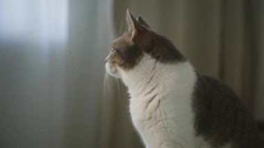 Pencerenin yanında oturan gri ve beyaz tekir kedi, sakin ve uykulu bir ifadeyle yumuşak doğal ışıkla yakalandı..