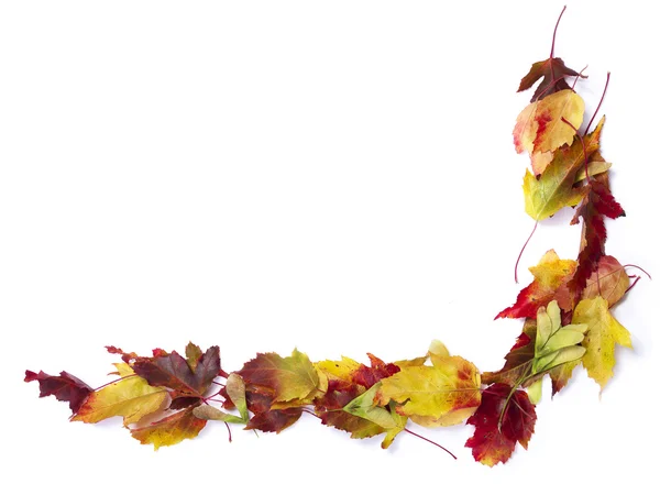 Sonbahar yapraklarının sınırı