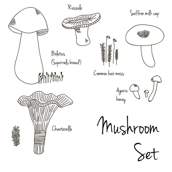Set of mushrooms and moss
