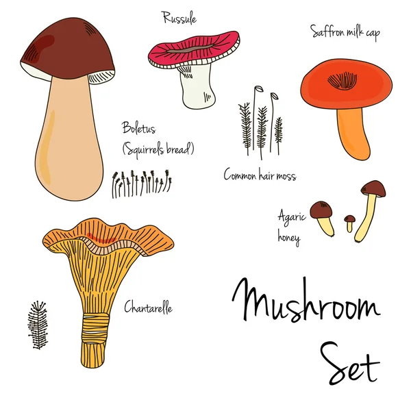 Ensemble de champignons et de mousse — Image vectorielle