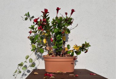 Sonbaharda düşen çiçek