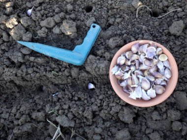 Planting garlic in the garden. Garlic cloves for planting.