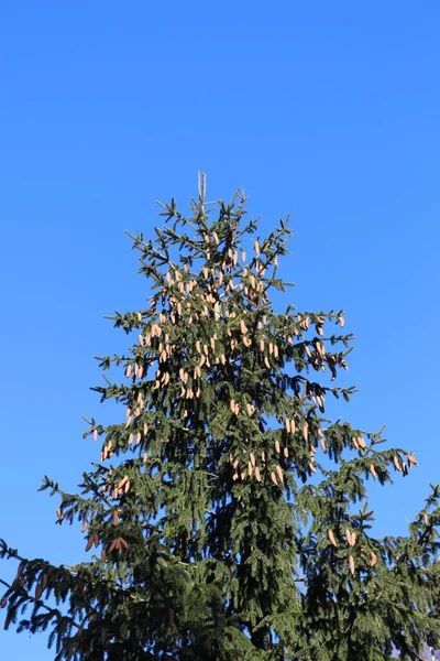 Norveç ladini (Picea abies) kozalaklı kozalaklı ebediyen yeşil kozalaklı ağaçtır. Ağacın üstündeki mavi gökyüzü.