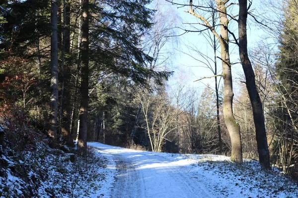 Karlı bir orman yolu manzarası. Ağaçlar güneş tarafından aydınlatıldı ve uzun gölgeler oluşturuldu. Genişliğinde bir fotoğraf..