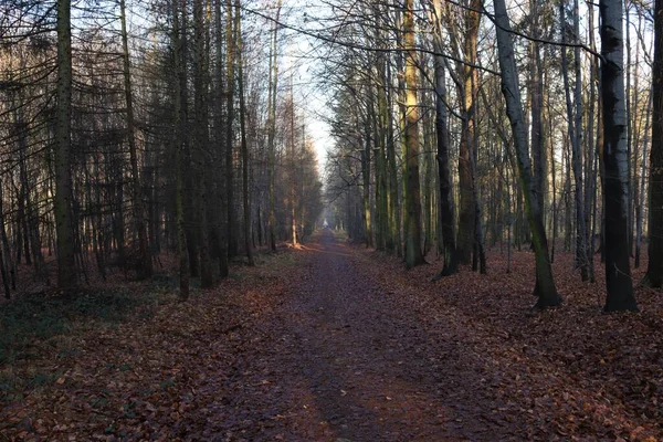 Skogsväg Täckt Med Löv — Stockfoto