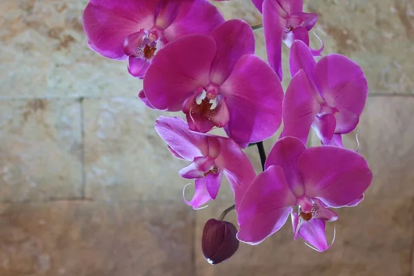 Szczegóły Zdjęcie Purpurowe Orchidee Kwiaty — Zdjęcie stockowe