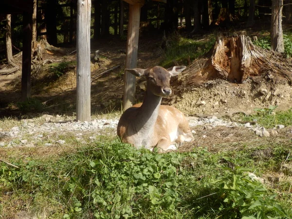 Biche Reposant Dans Herbe Lisière Forêt — Photo