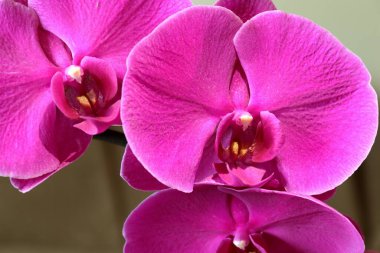 Mor bir orkide çiçeğinin yakın çekimi.